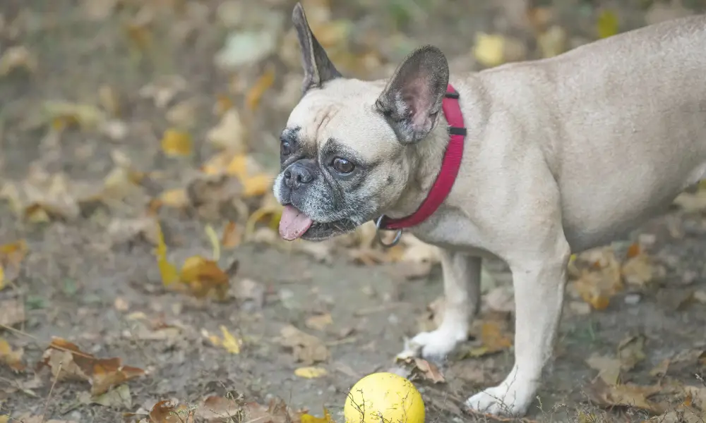 a brown bulldog ready to play 